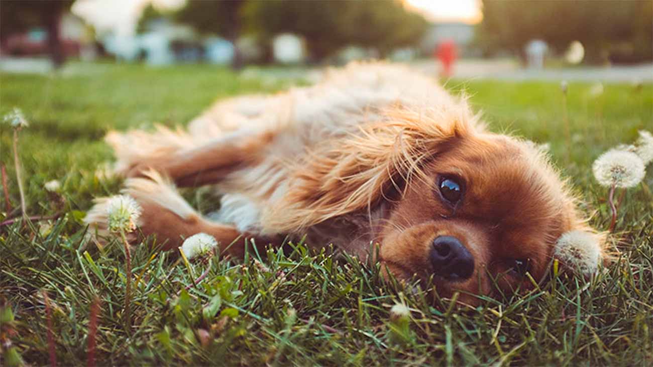 allergie saisonniere chez les chiens 1