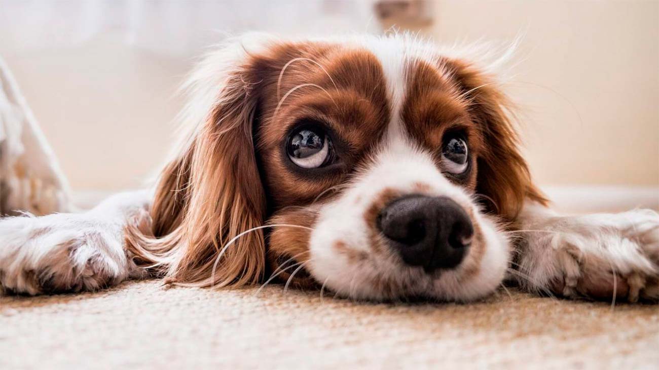 constipation chez les chiens