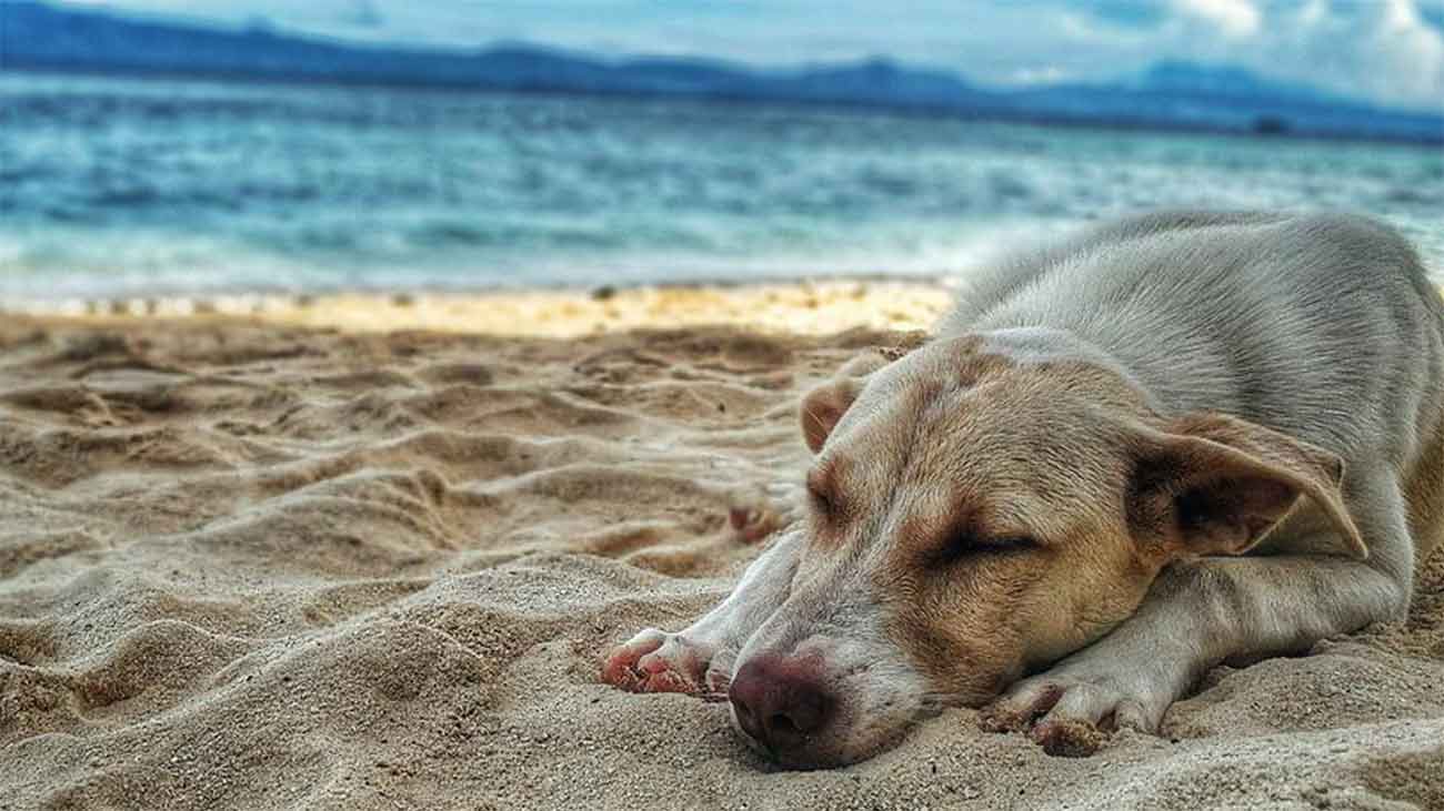 coup de chaleur insolations chez un chien