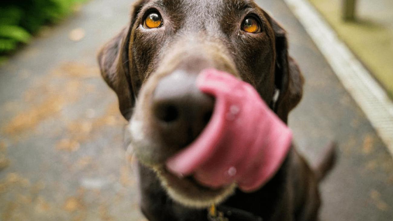 deshydratation chez les chiens 2