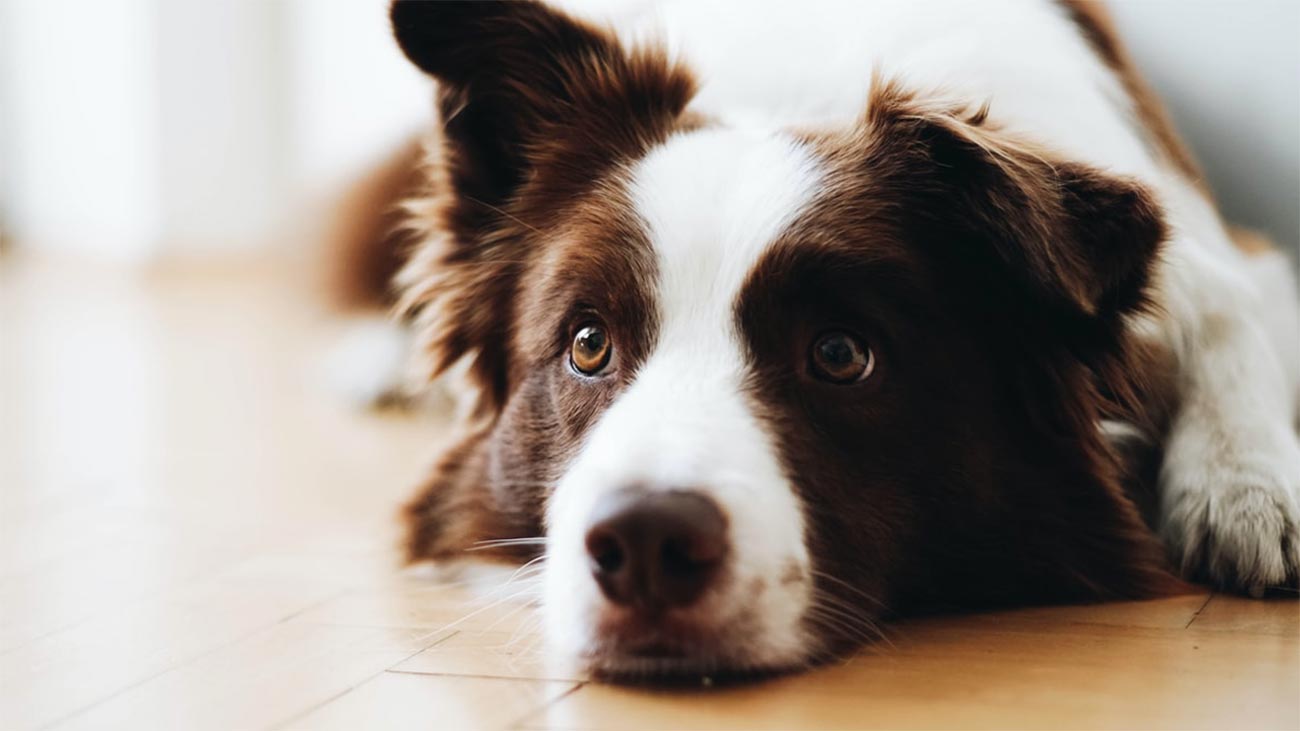 maladie renale chez les chiens 1