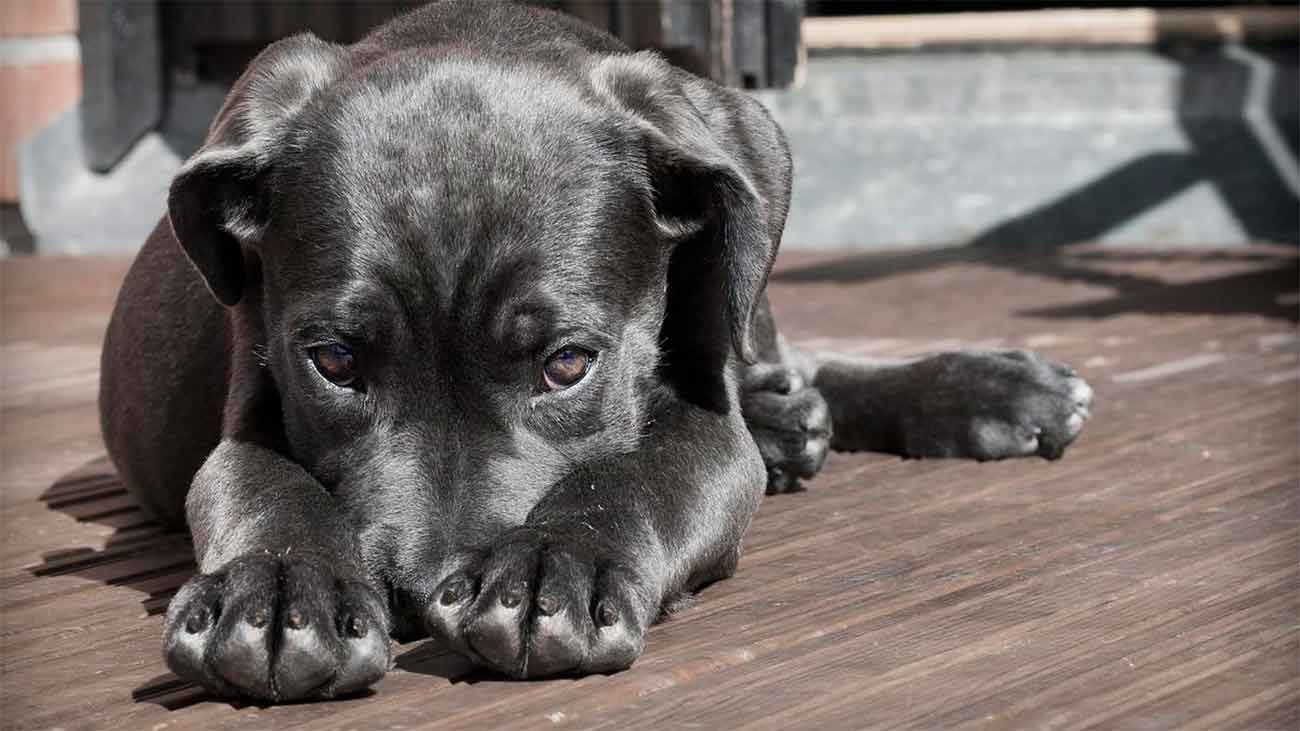 mon chien mange les excrements 1