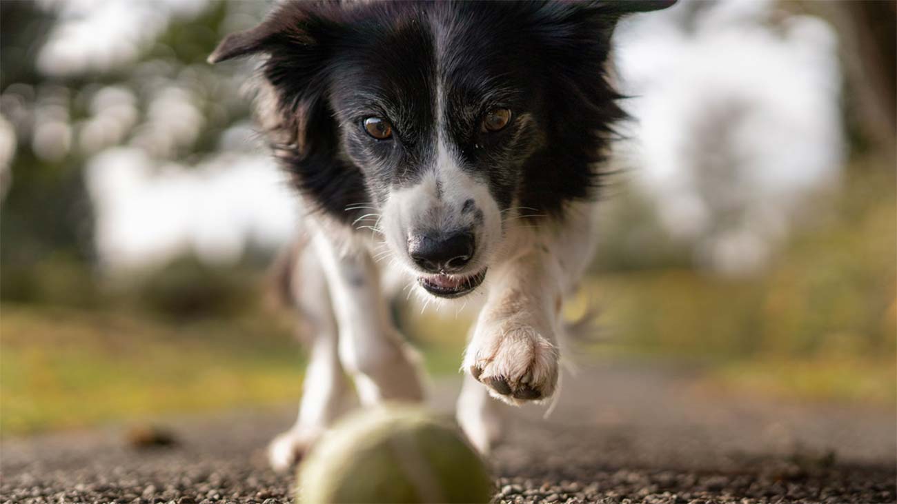 renforcer le systeme immunitaire de mon chien