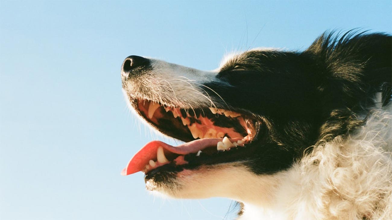tartre chez le chien