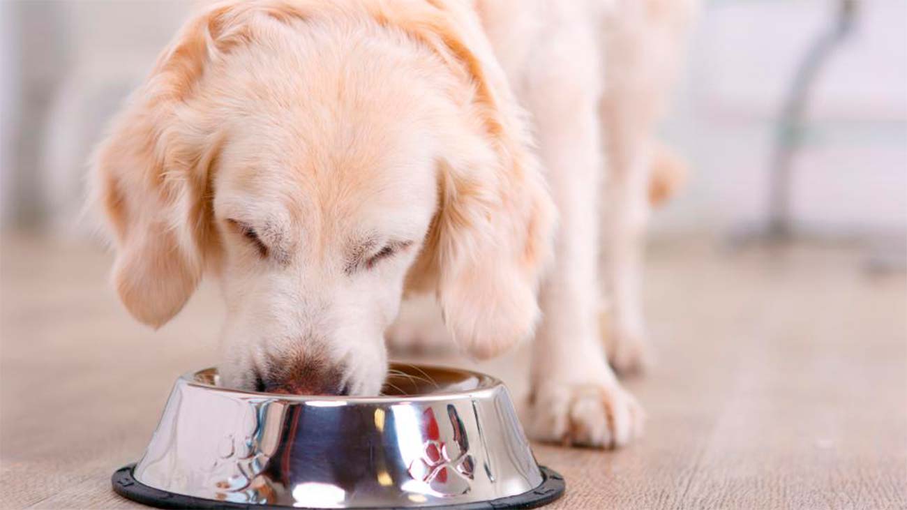 comment nourrir correctement mon chien