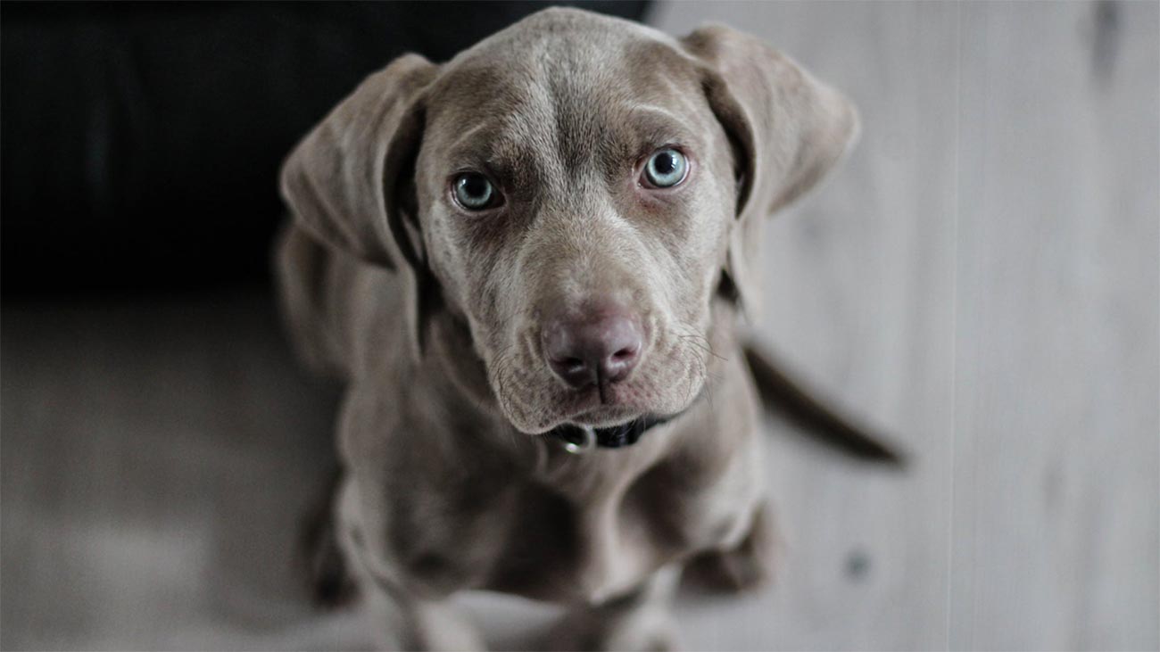sterilisation et castration chien