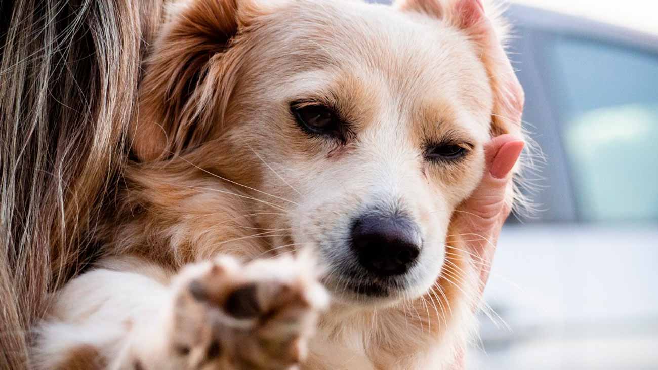 allergies chez les chiens