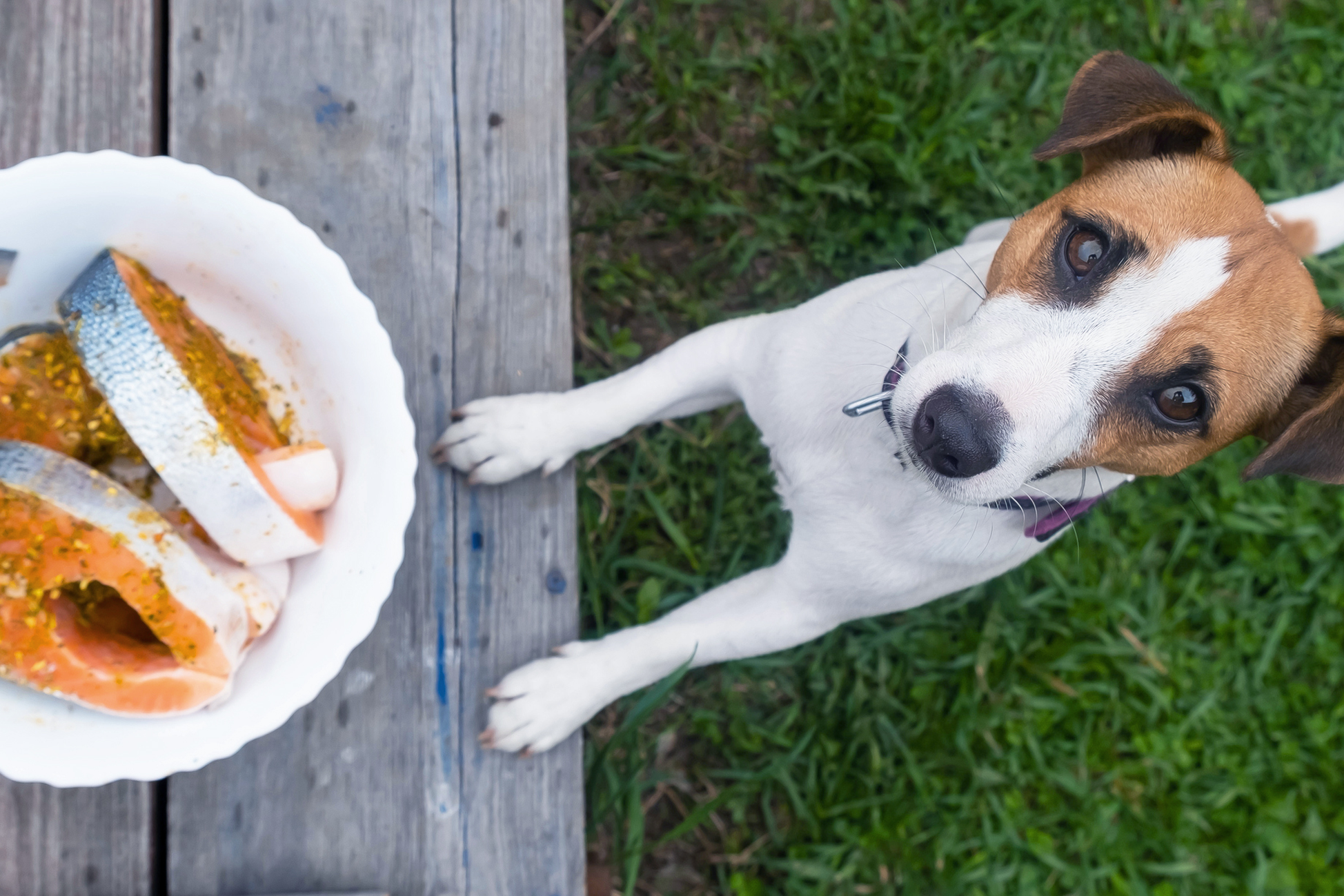 complements alimentaires pour chien