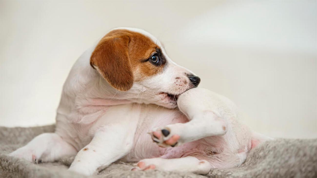 maladie de peau chez les chiens