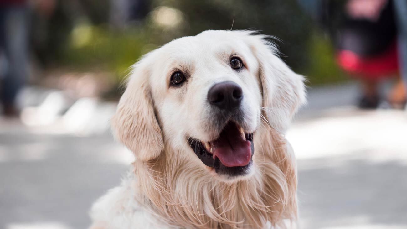 que sont les cendres brutes alimentation chien