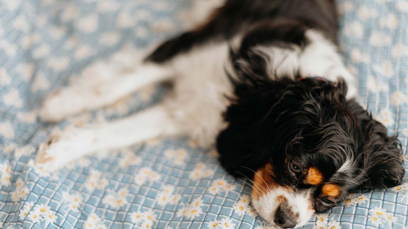 Les selles de mon chien