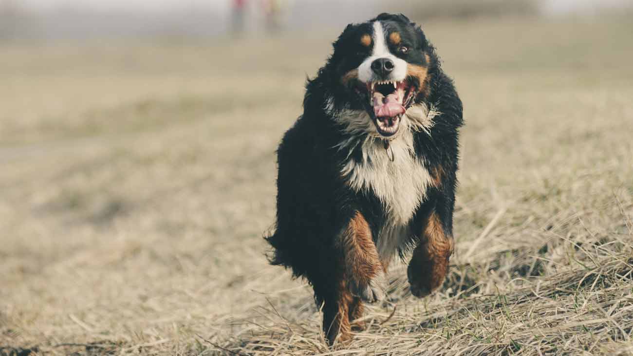 activite chez les chiens