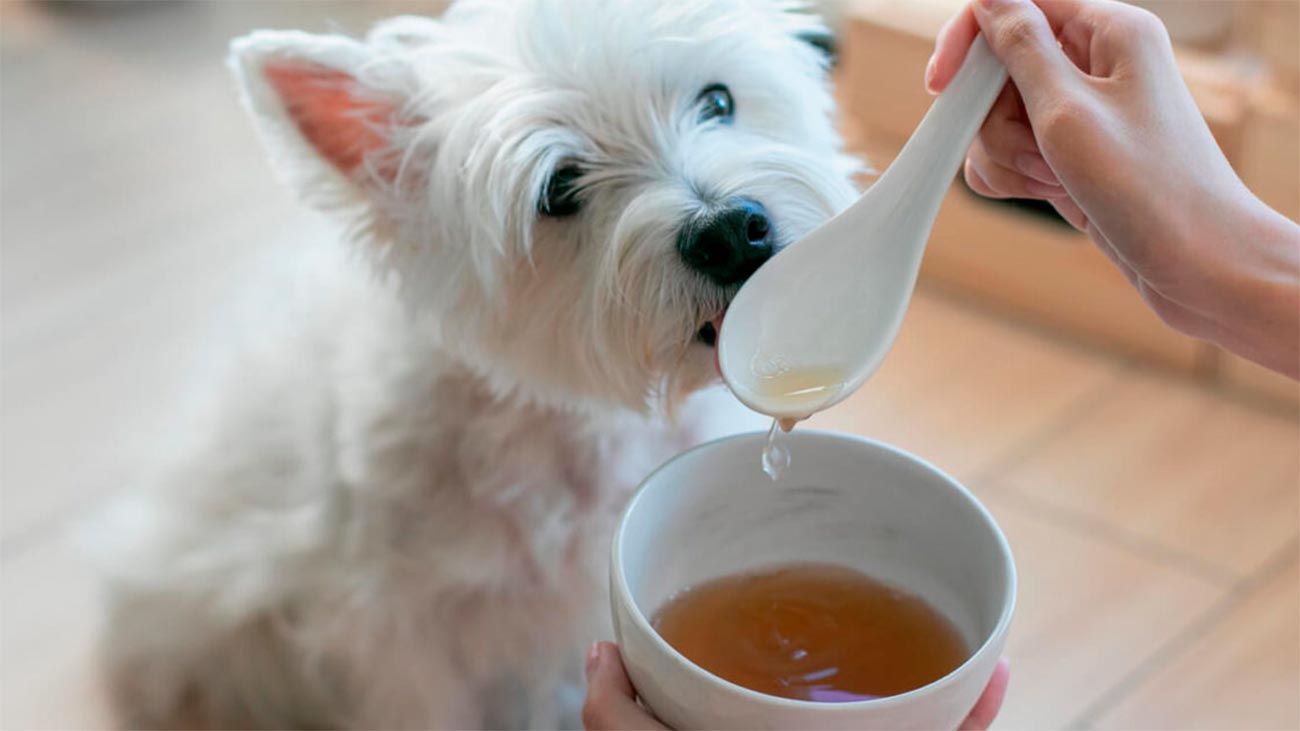 perro comiendo caldo huesos