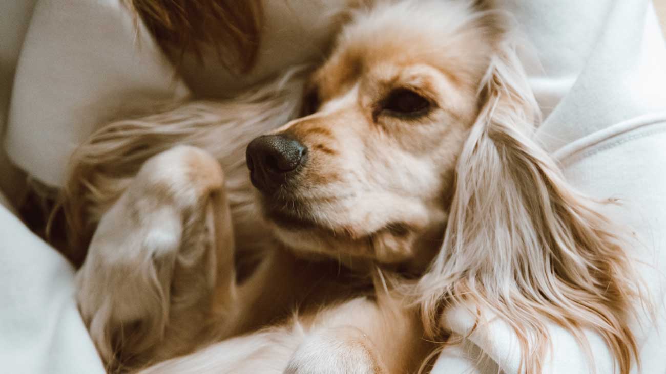 adopter un chien