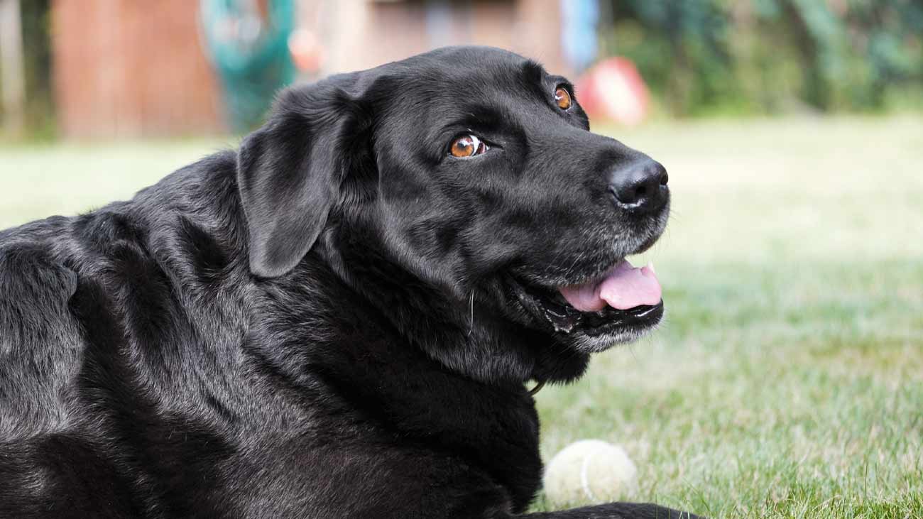 como controlar peso perro