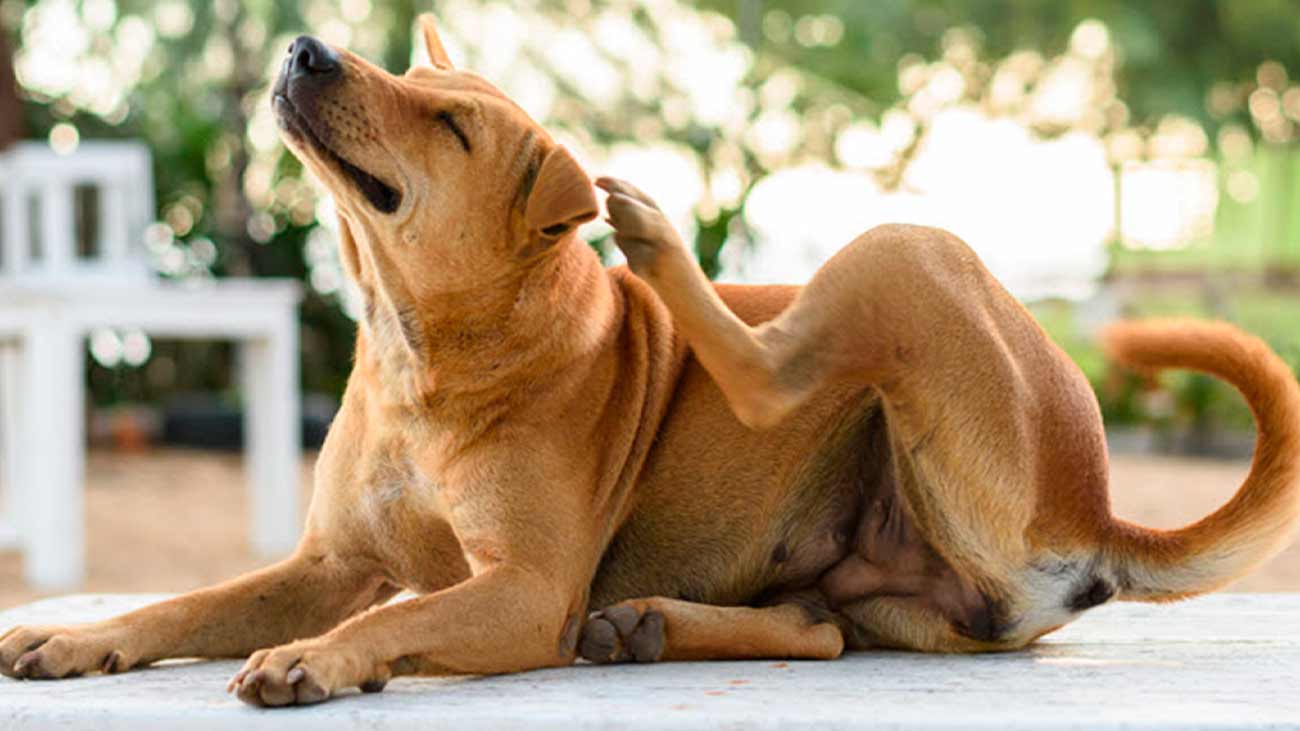 como eliminar garrapatas perros