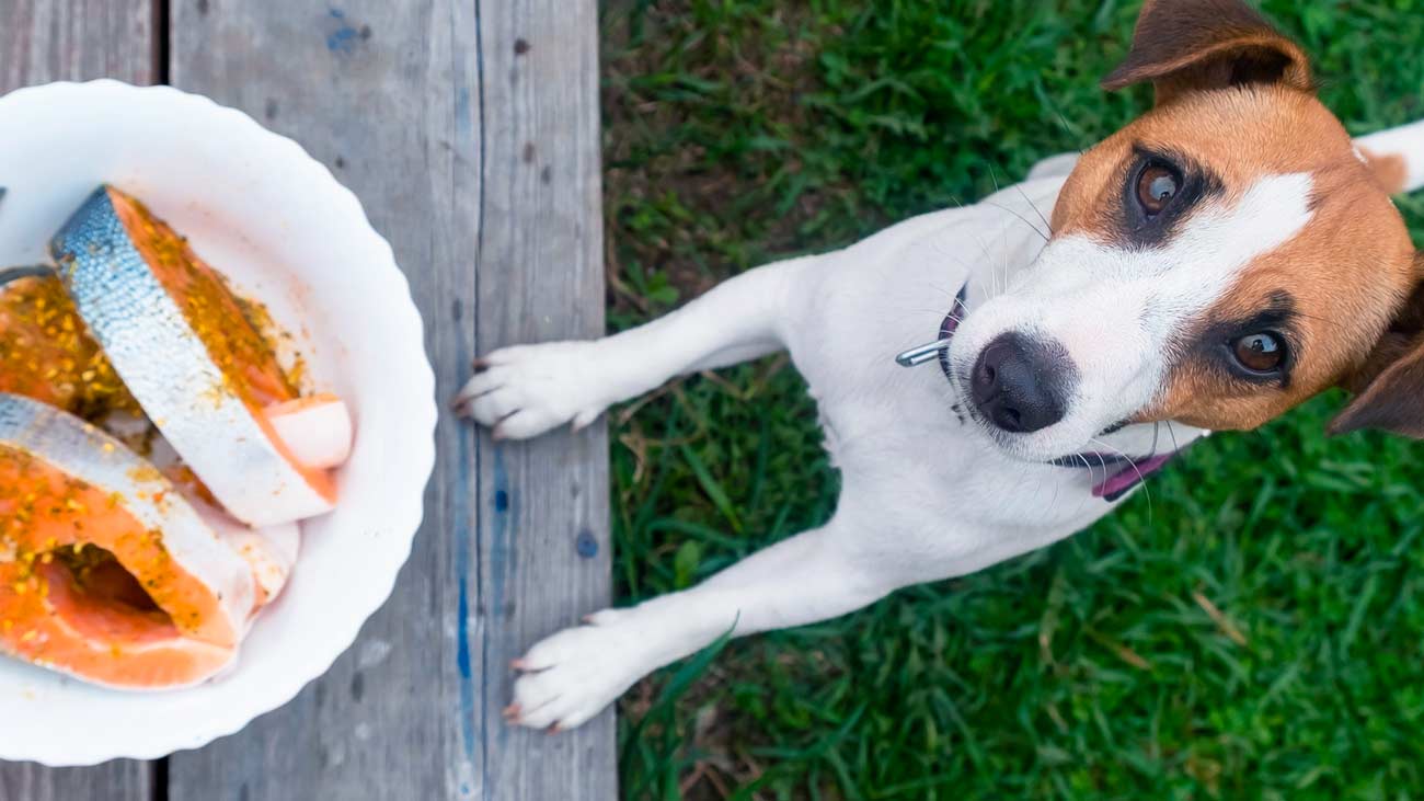 cuando dar suplementos a mi perro