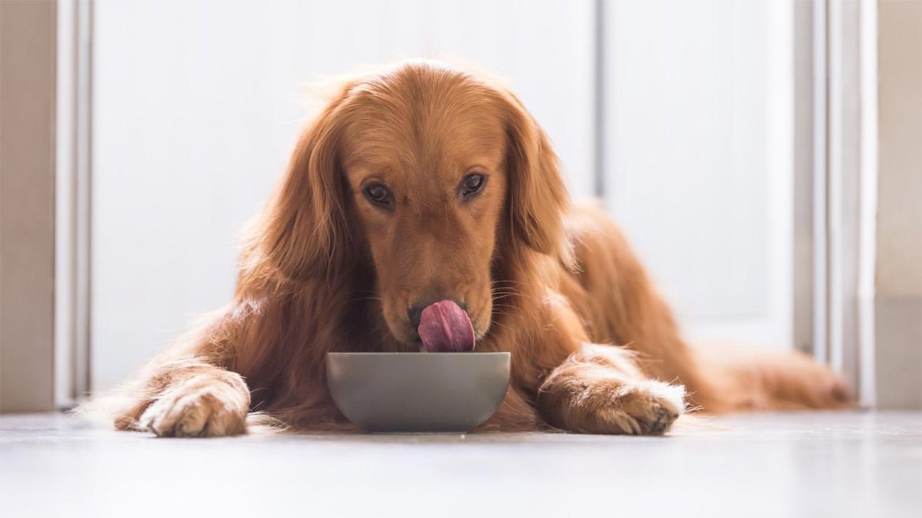cuantas veces come un perro al dia