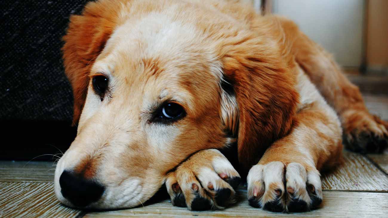 cuidados perro pancreatitis 1