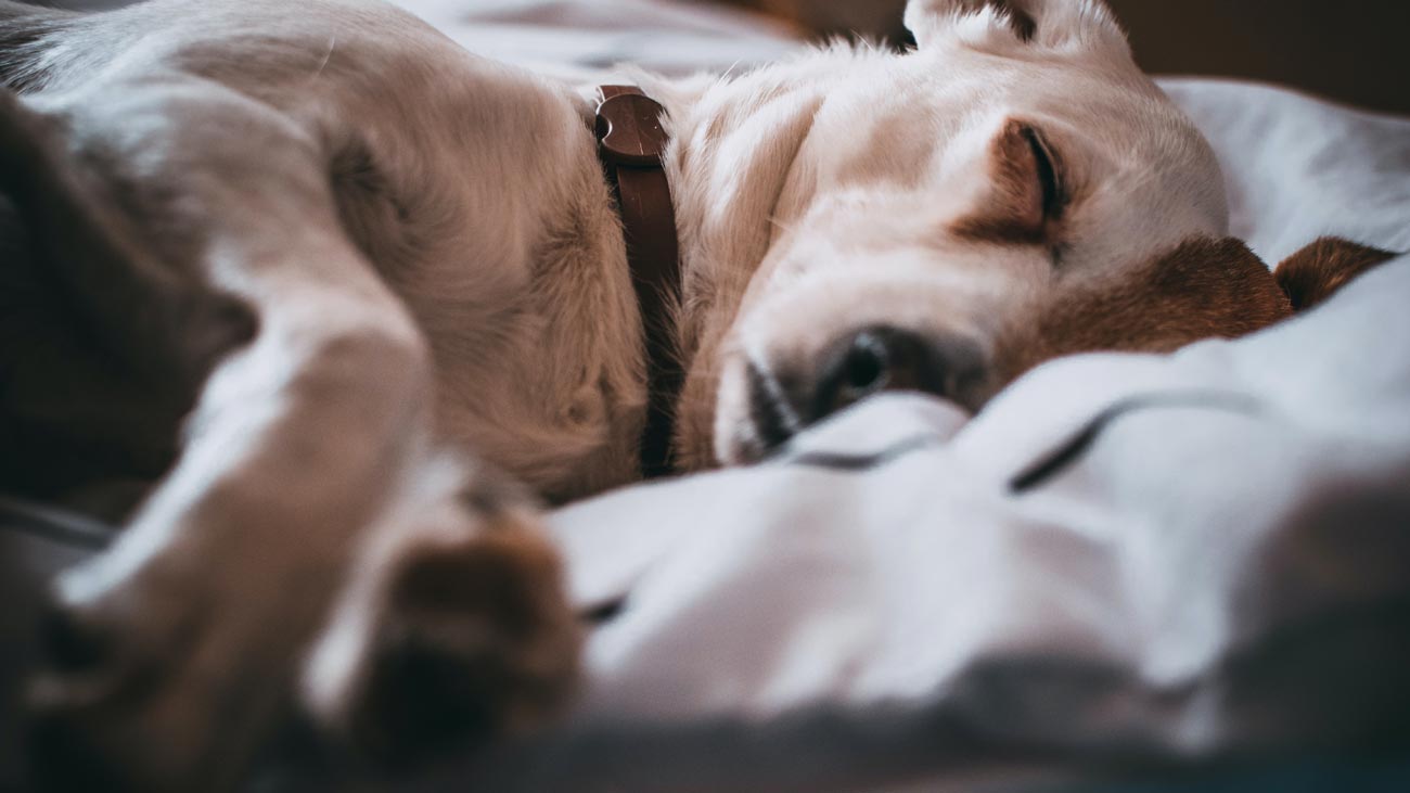 enfermedades relacionadas alimentacion perros