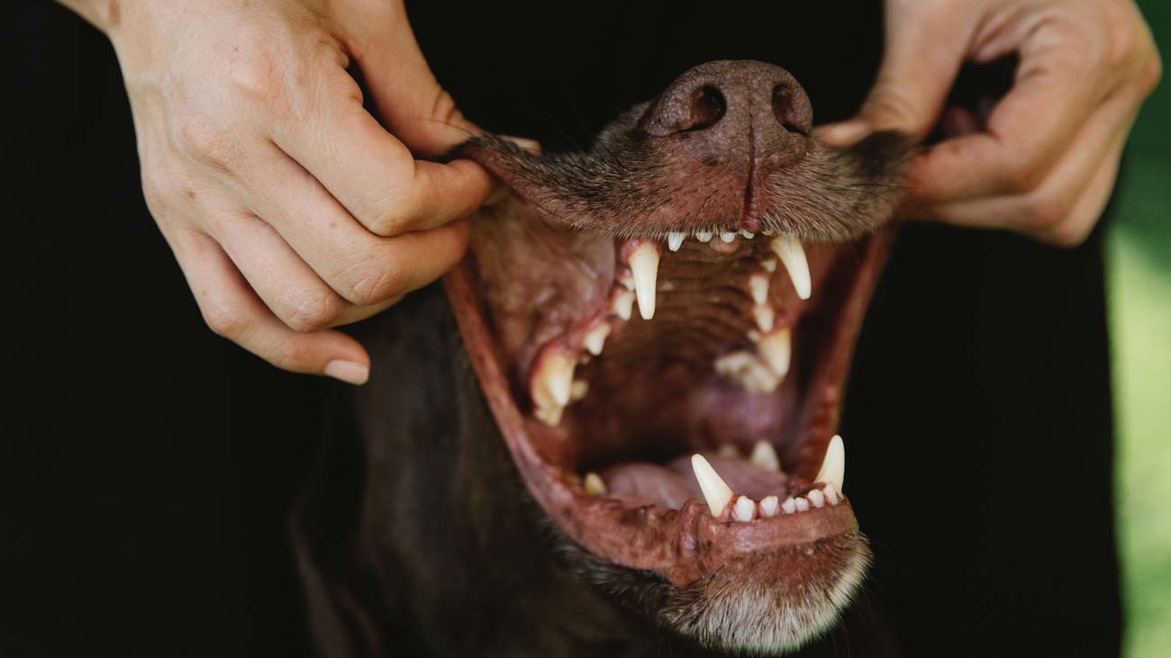 hygiene dentaire chiens
