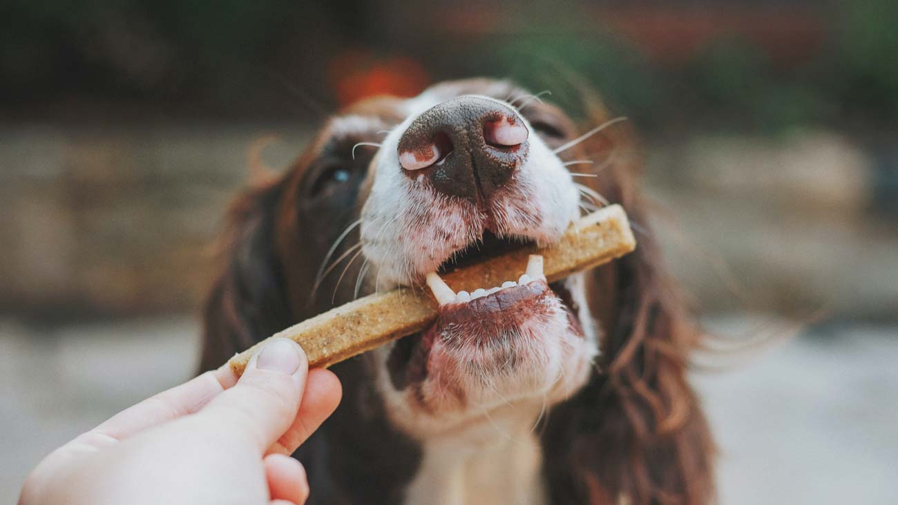 mon chien a toujours faim