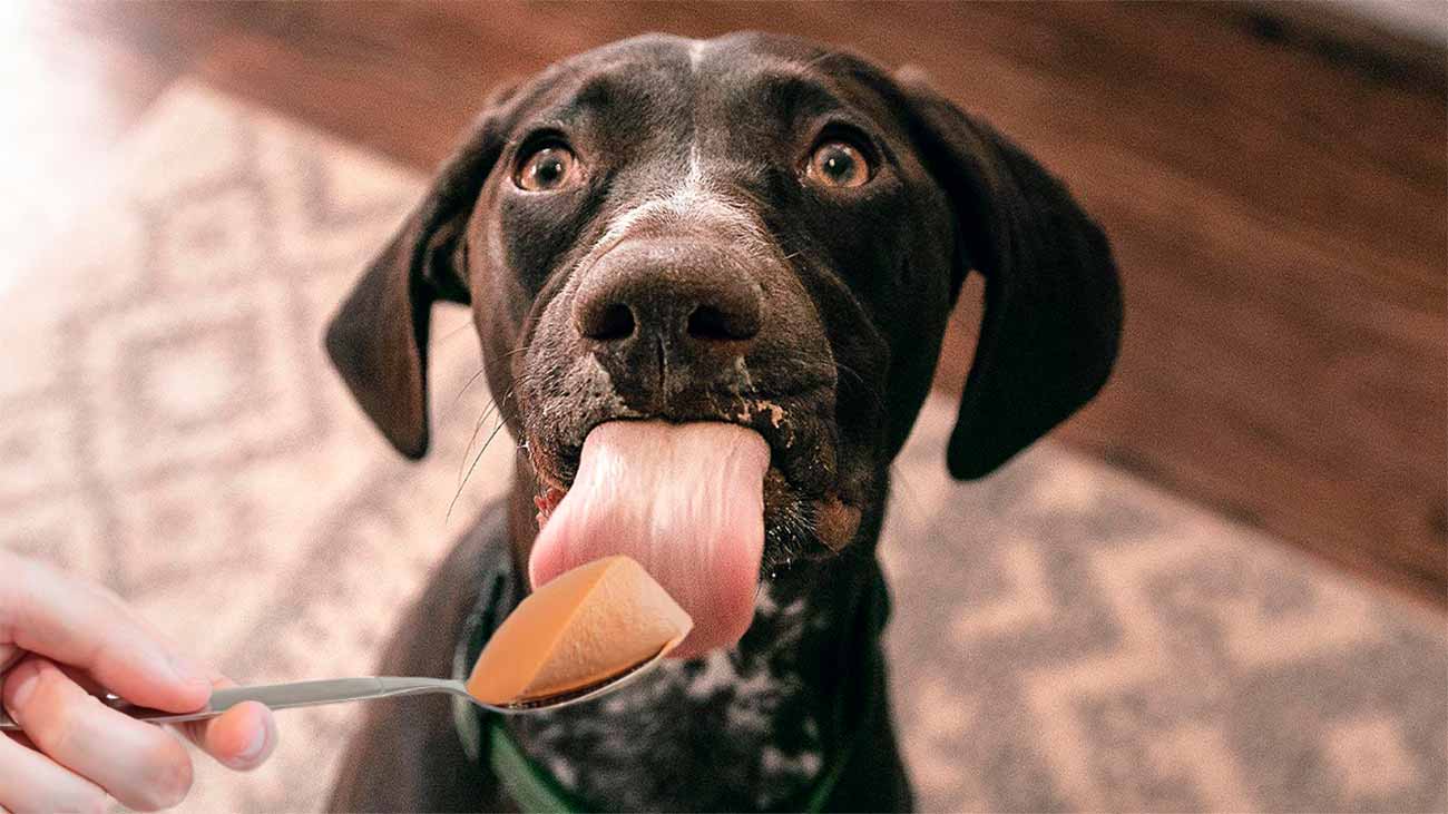 por que los perros necesitan grasas positivas