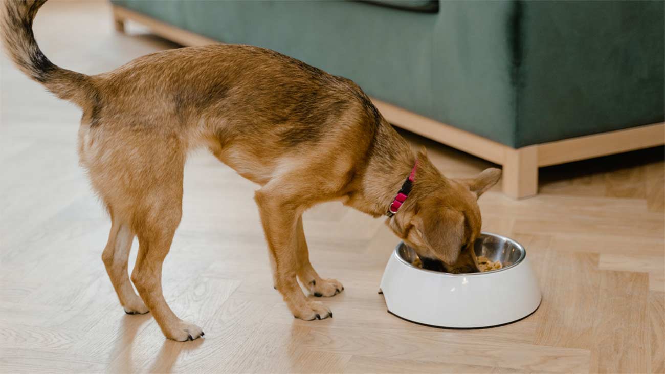 por que no dar pienso a mi perro