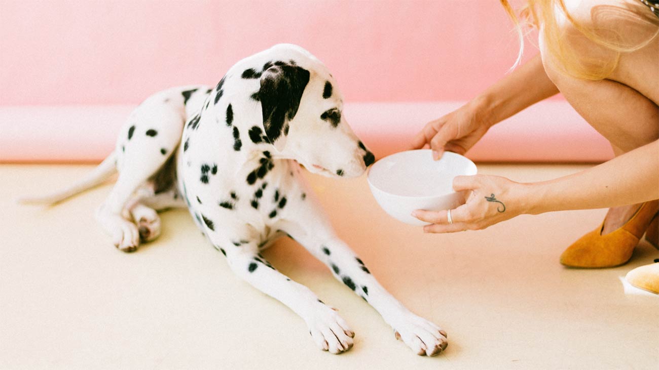 por que no incluir cereales dieta perro