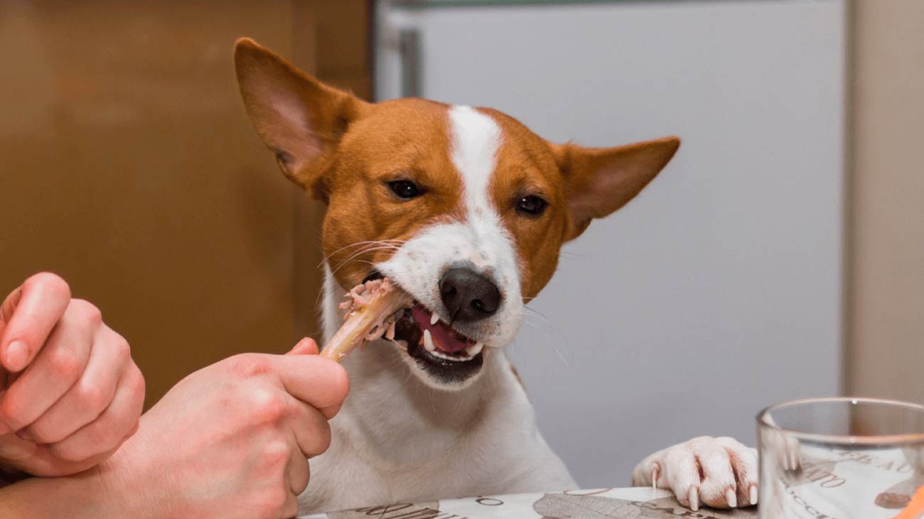 puede mi perro comer comida humana
