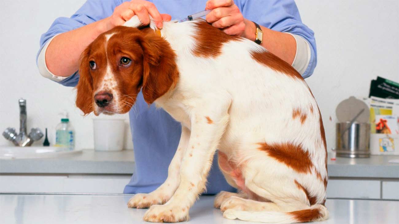 que come un perro con leishmaniasis