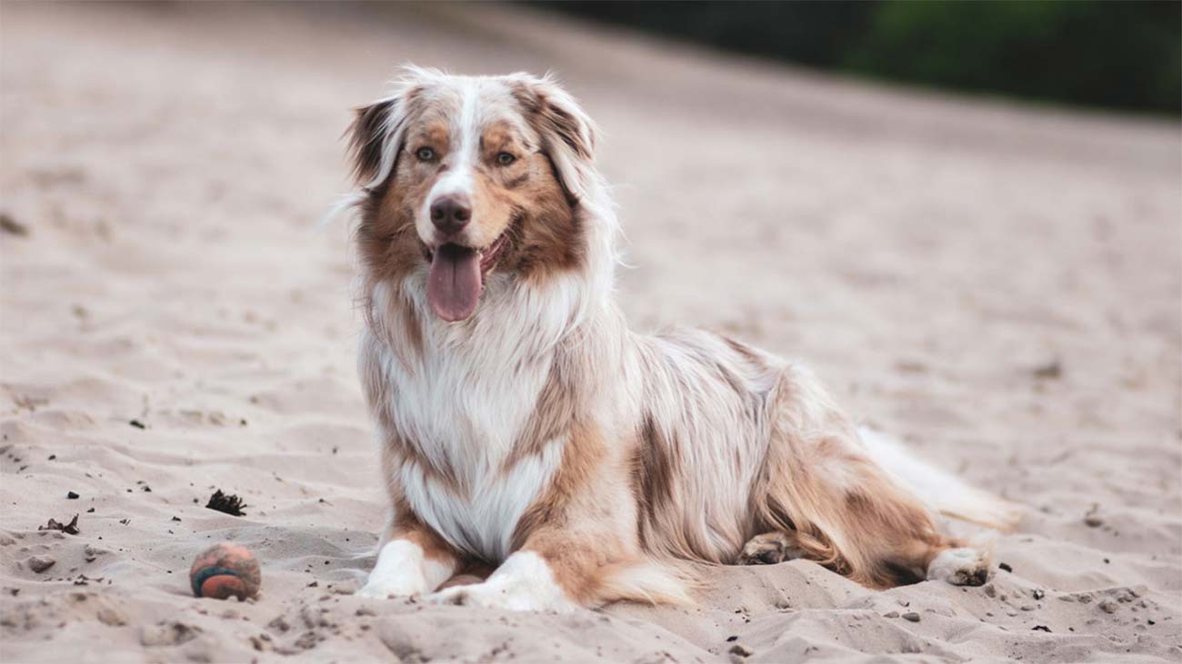 que hacer si mi perro es diabetico