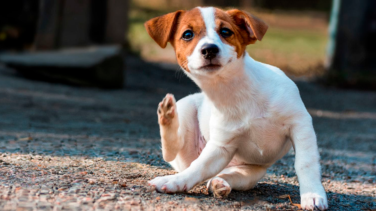 que hacer si mi perro tiene dermatitis
