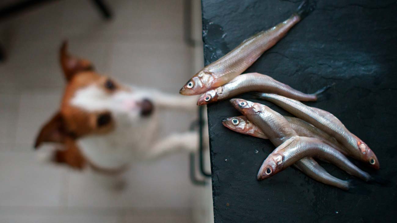 bienfaits poisson pour les chiens
