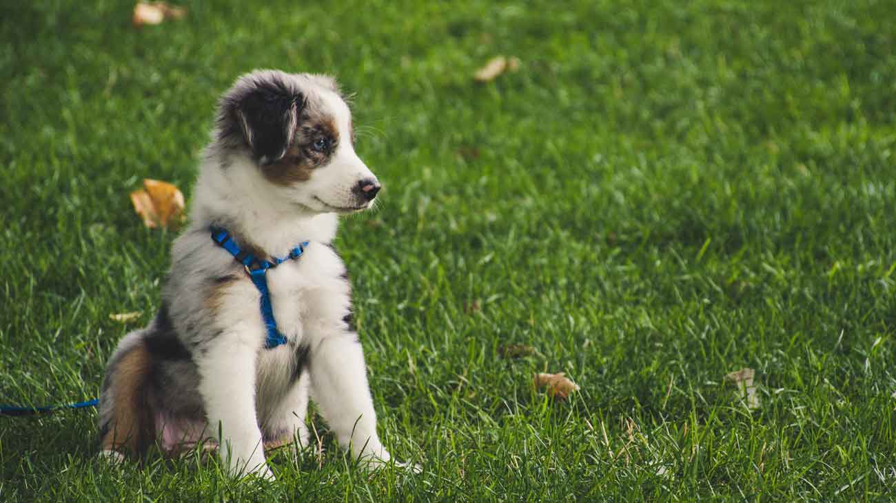 como introducir cachorro comida natural