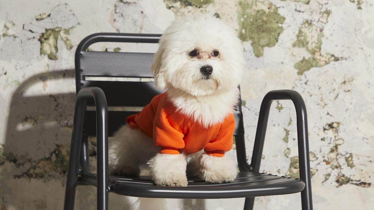 Bichon mignon