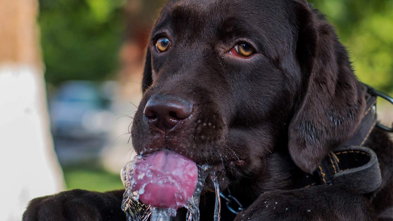 cuanta agua bebe perro con comida natural