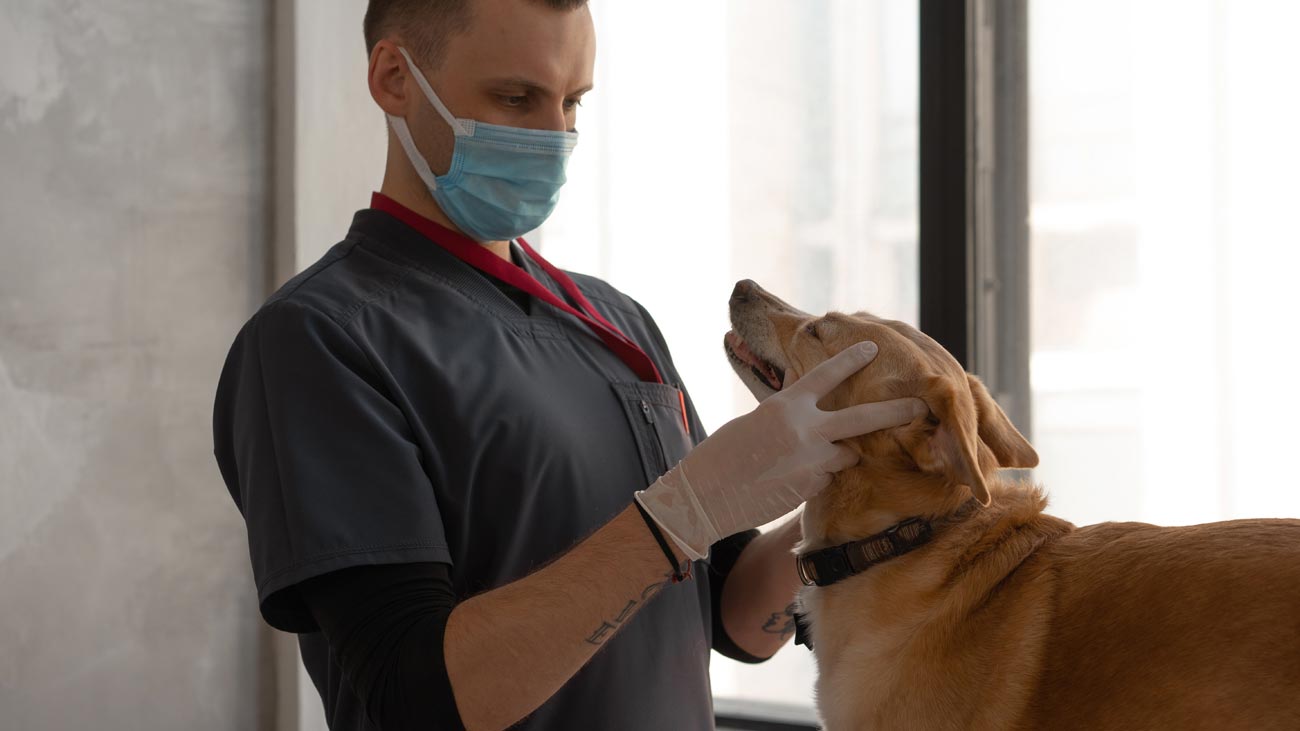 nutritionniste canin