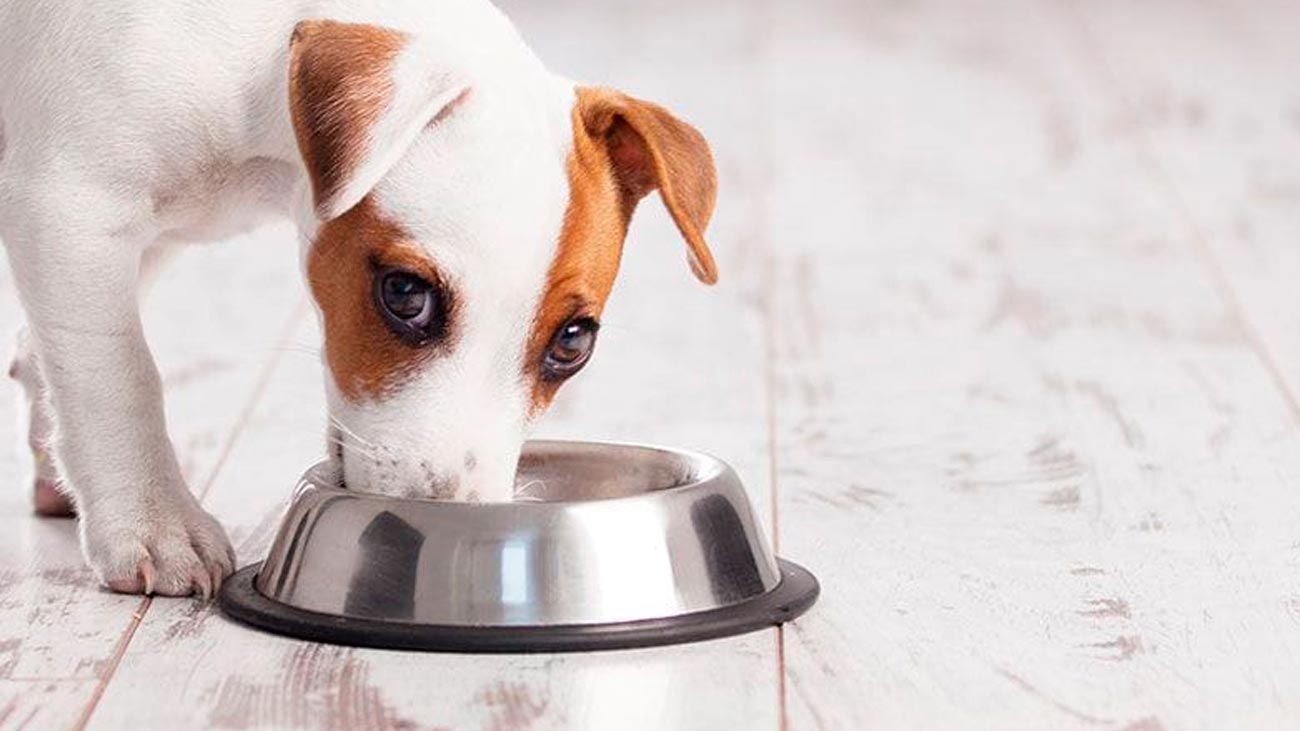 pourquoi mon chien mange moins en ete