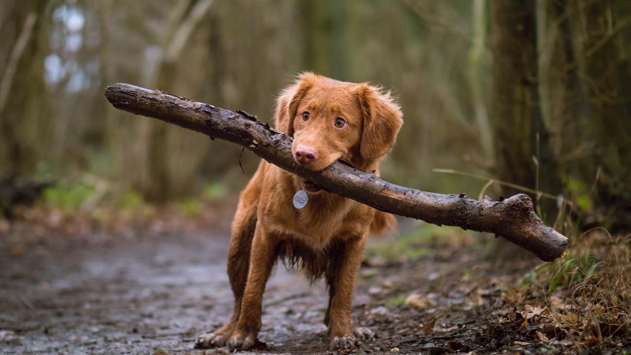 mon chien est en surpoids