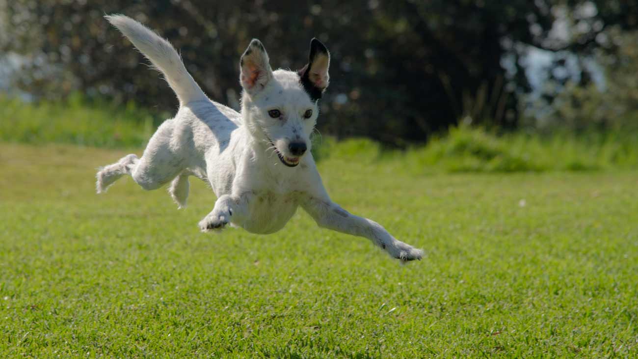 prendre soin des articulations dun chien