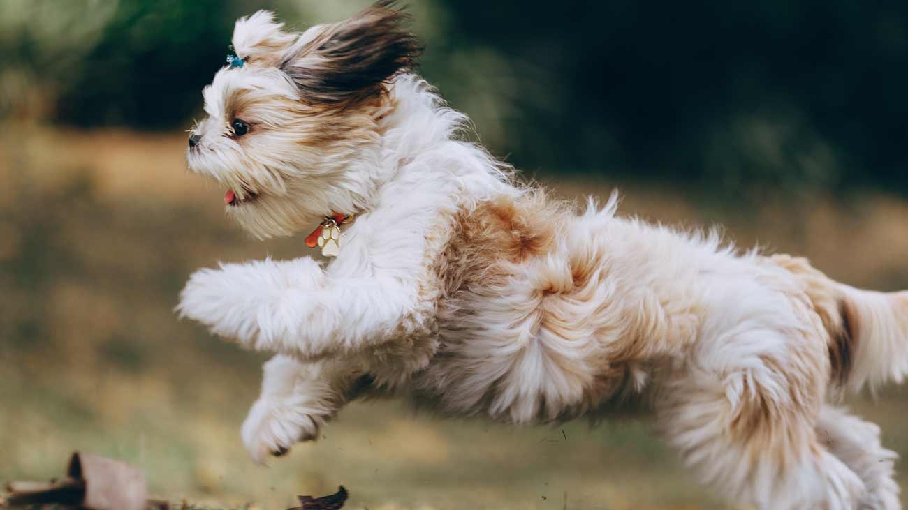 que son los condroprotectores naturales perros