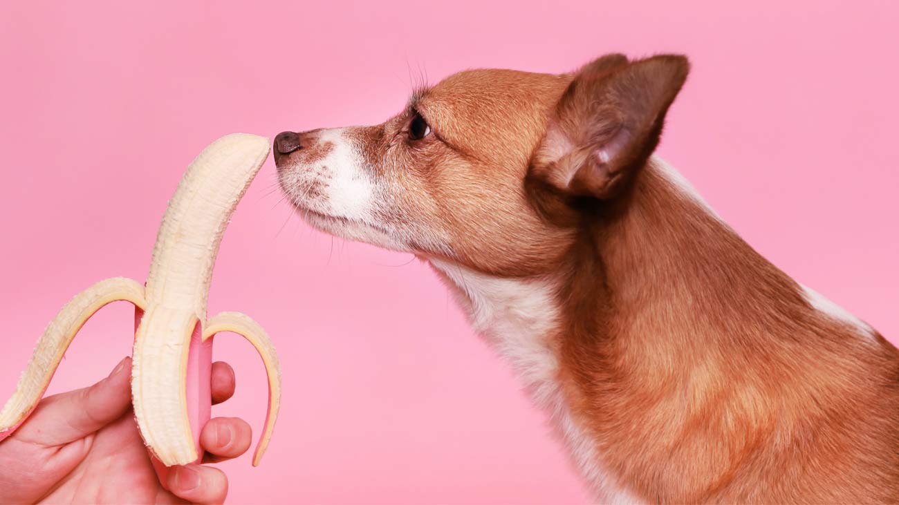 aliments naturels pour chien