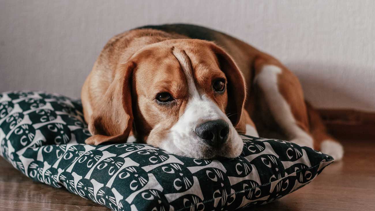 enfermedad moquillo perro