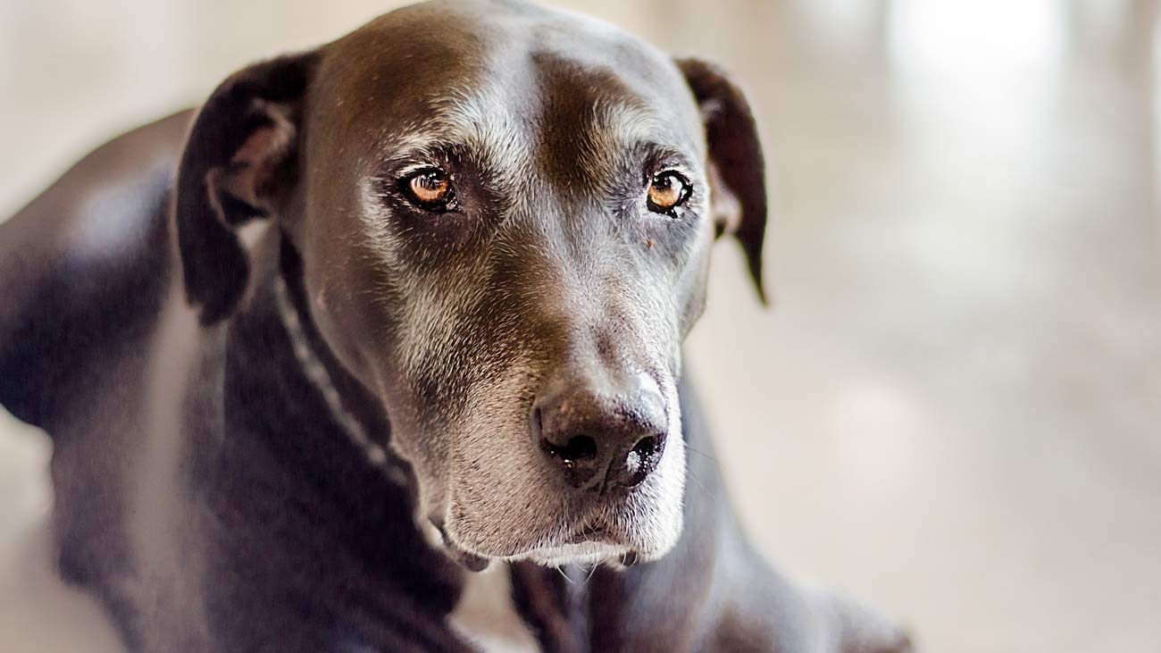 transicion perros mayores