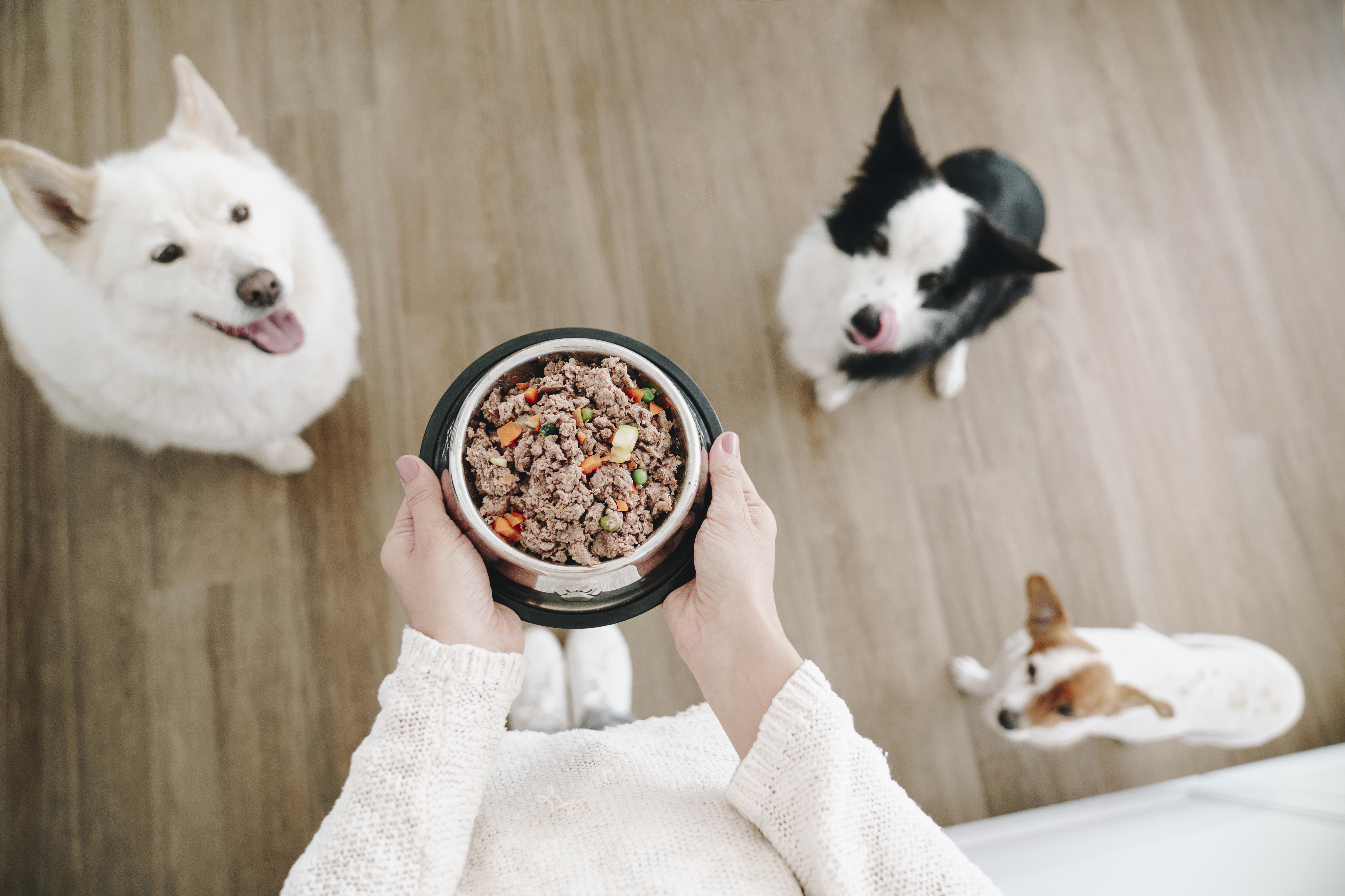 alimentazione naturale cane