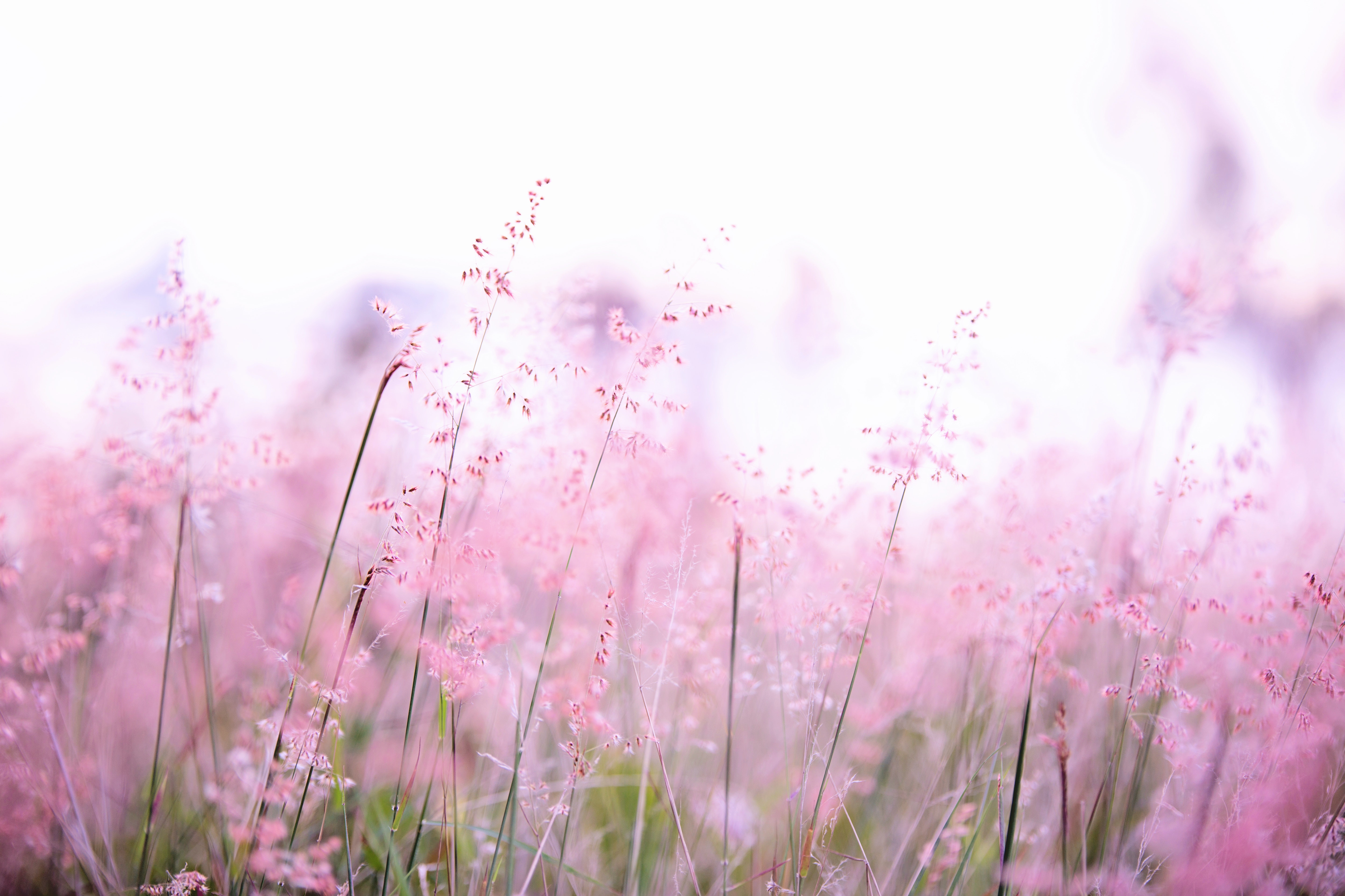 fleurs de bach pour chiens