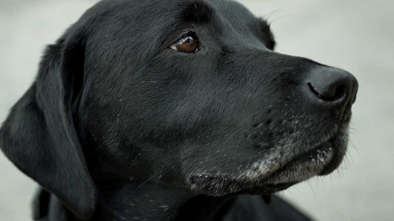 que come un perro con insuficiencia renal