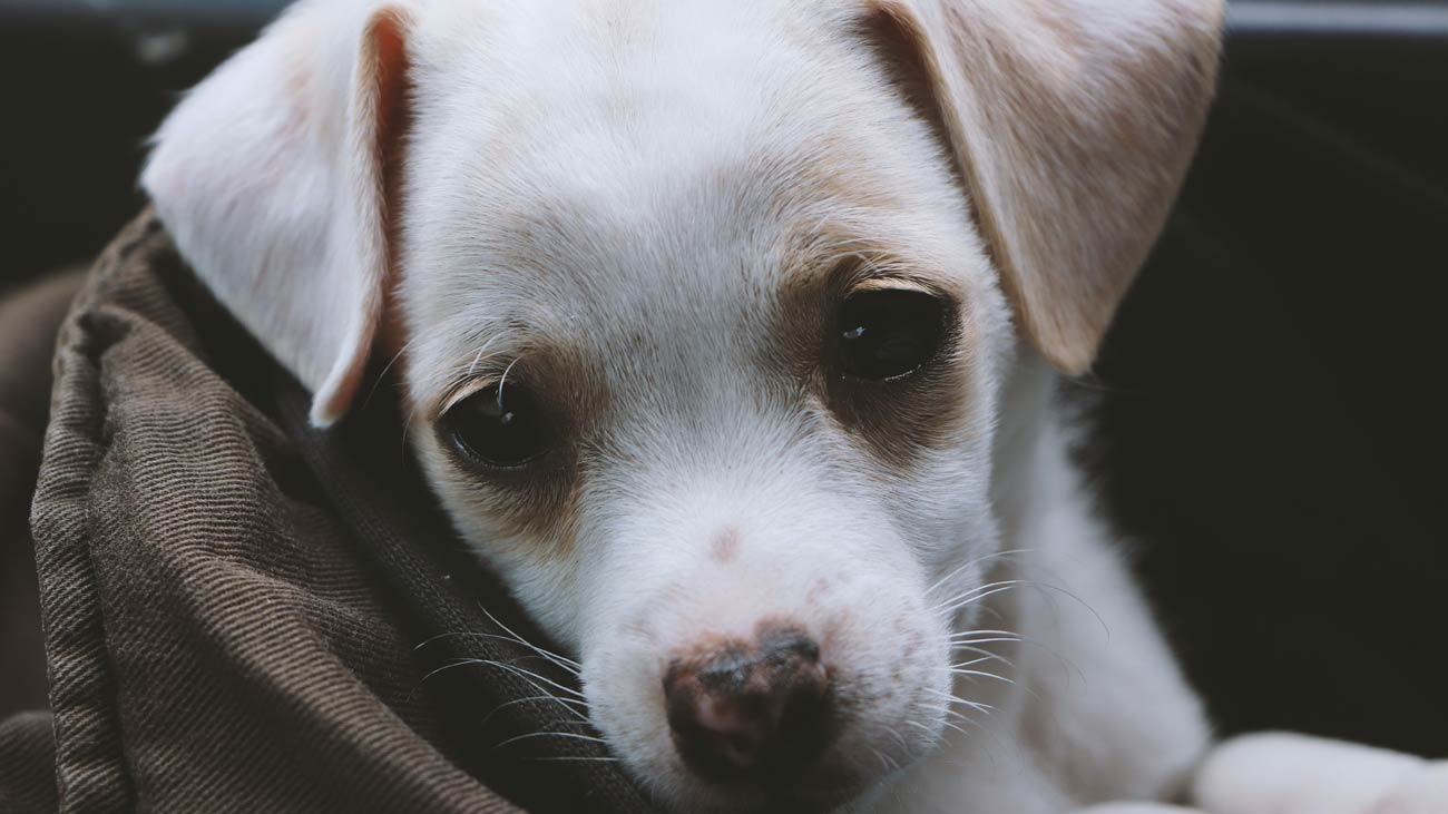 como aliviar diarrea en perros