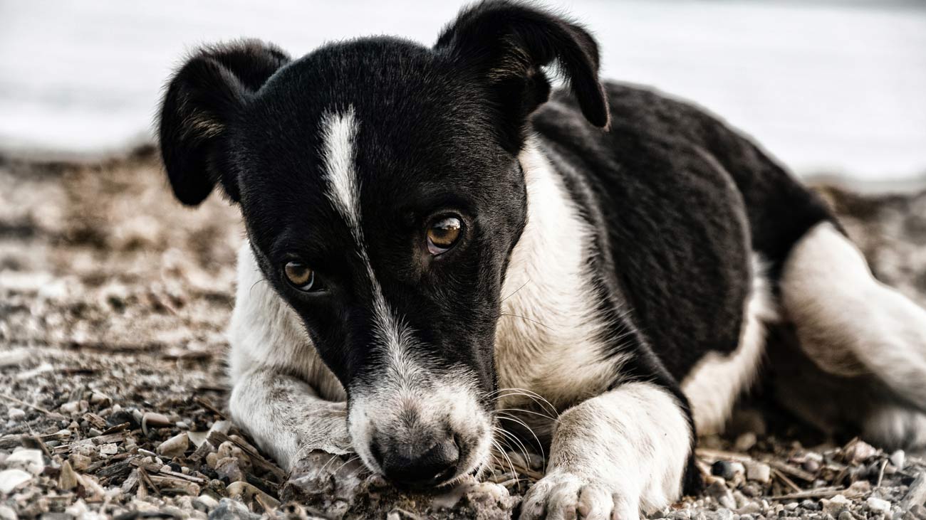 mon chien est triste
